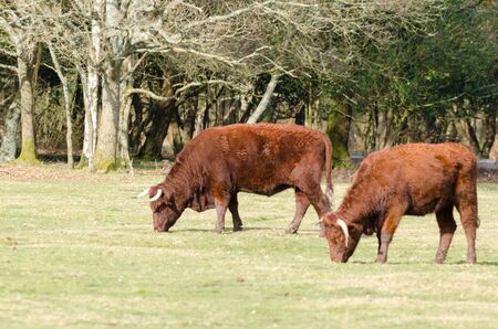 Cows graze near Janesmoor Pond, New forest national parkの写真素材