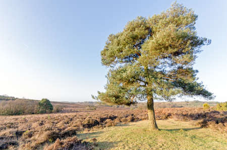 The landscape near Bratley View in the New Forest National Parkの写真素材