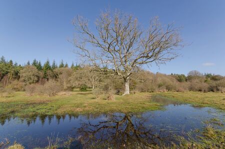 The landscape near Linwood Bottom, New Forest Nationa Parkの写真素材