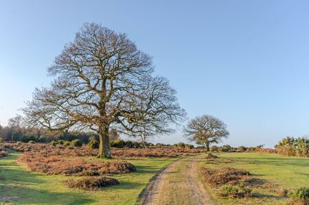 The landscape near Bratley View in the New Forest National Parkの写真素材