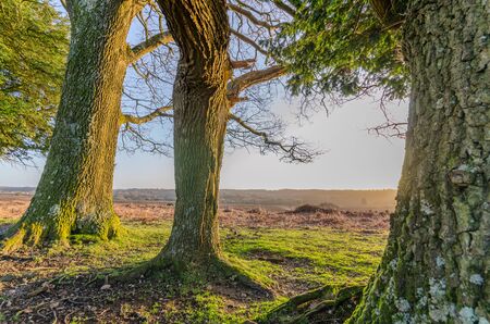The landscape near Bratley View in the New Forest National Parkの写真素材