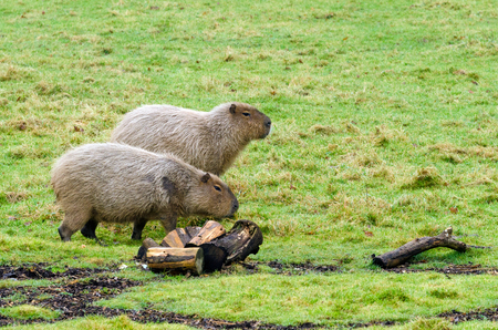Capybara explore their environmentの写真素材