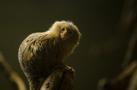 A Pygmy Marmoset perches