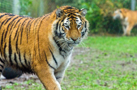 An Amur tiger prowling in the undergrowthの写真素材