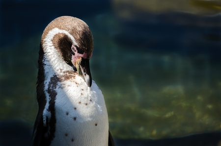 A Humbolt Penguin on the rocksの写真素材