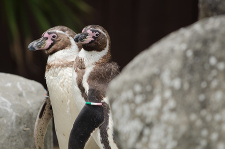 A Humbolt Penguin on the rocksの写真素材