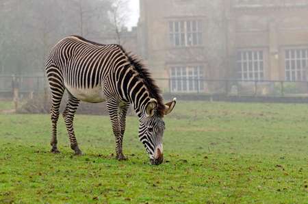 Grevy's Zebra grazingの写真素材
