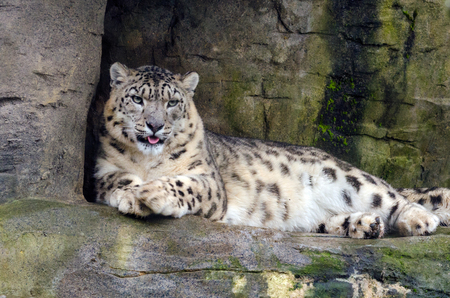 A Snow Leopard restsの写真素材