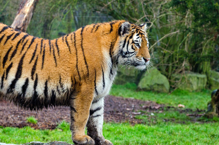 An Amur tiger prowling in the undergrowthの写真素材