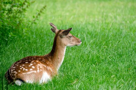 A deer restingの写真素材