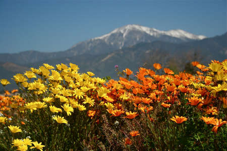 Yucaipa Wildflowersの写真素材