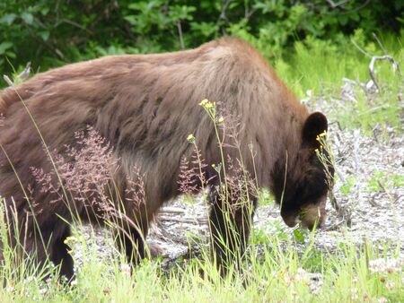 A brown bearの写真素材