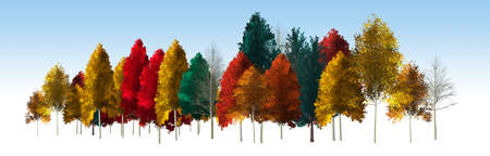 Bold and bright colors of autumn leaves are seen on a line of trees isolated on a light background.の写真素材