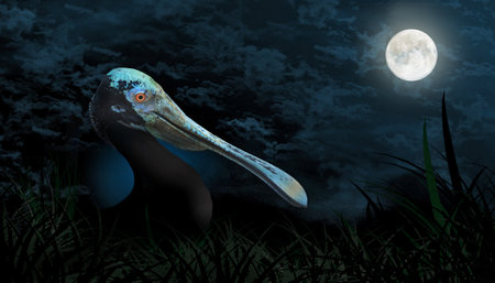 A roseate spoonbill is seen is a nocturnal feeder and is seen under moonlight in this 3-d illustration.の写真素材