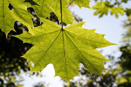 Maple Leaf