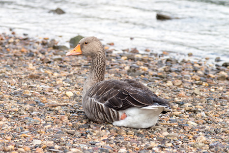 Greylag gooseの写真素材