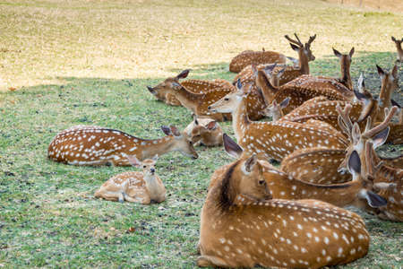 Group of deers