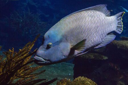 Humphead wrasse
