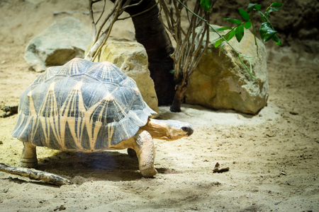 Walking Tortoiseの写真素材
