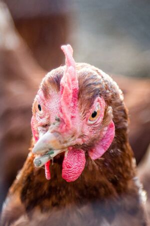 Head of a Henの写真素材