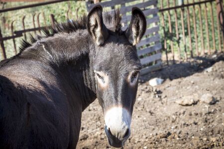 Dark Donkey standing in the sunの写真素材