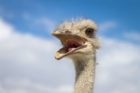 Close-up of an ostrichの写真素材
