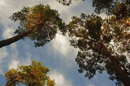 Pine trees against the blue sky and clouds. View from below.の写真素材