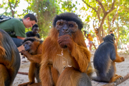 A monkey sitting on the ground in a park with a man in the backgroundの写真素材