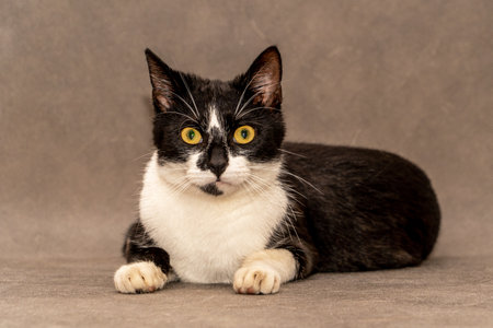 Black and white cat with yellow eyes sits on a gray background.の写真素材