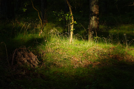 Sunlight in the forest at night. Beautiful natural backgroundの写真素材