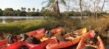 view of kayaks on mangroves on a river in Africaの写真素材