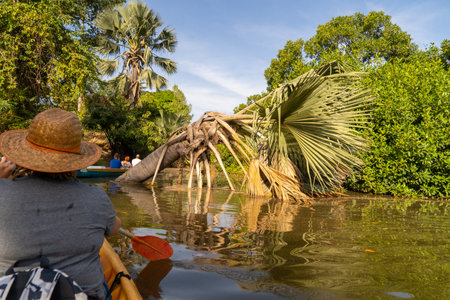 Kayaking on the mangroves of the Gambia River in Gambia, a woman in a kayakの写真素材