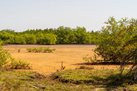 mangrove forest in Chobe National Park, Botswana, Africaの写真素材