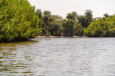 view of the river in Africa, Gambia, makasutu forestの写真素材