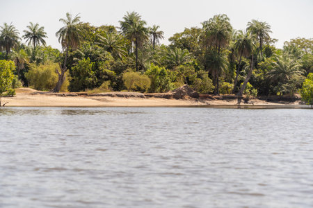 view of the river in Africa, Gambia, makasutu forestの写真素材