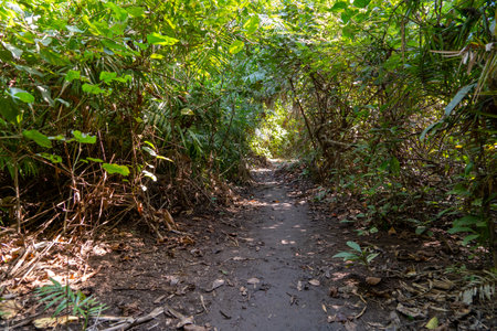view of trees and plants, forest path in Africa, Gambiaの写真素材