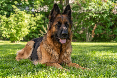 view of a dog, German Shepherd, on the background of a lawn and treesの写真素材