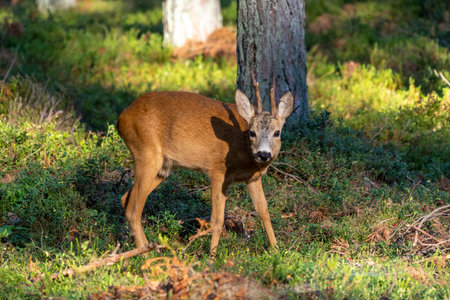 White-tailed deer, capreolus capreolus, view of a wild buck in the forestの写真素材