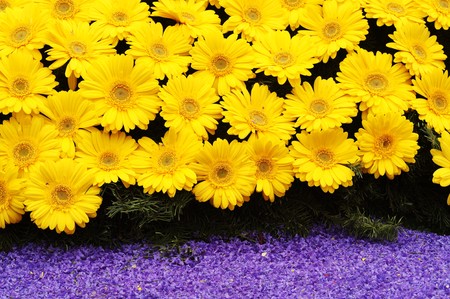 bunch of flowers
