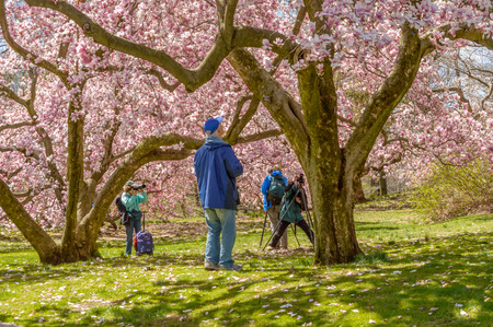 Photographers photographing magnolia blossomsの写真素材
