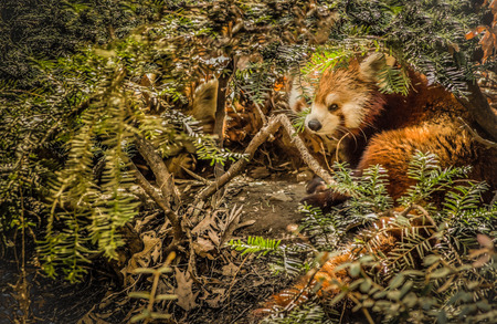 Red Panda at rest and hiding in foliageの写真素材