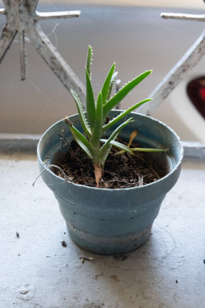 Aloe vera plant in a pot on the windowsill in a blue potの写真素材