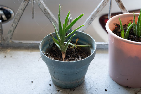 Aloe vera plant in a pot on the windowsill in a blue potの写真素材