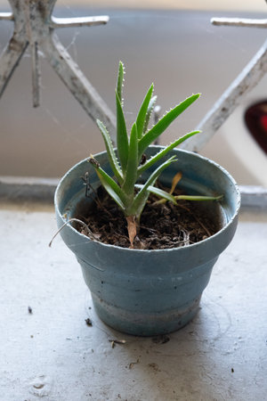 Aloe vera plant in a pot on the windowsill in a blue potの写真素材