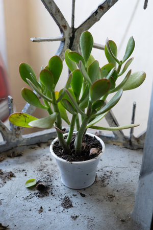 Crassule Ovata in a pot on the windowsill in a white potの写真素材