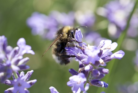 Bee on a plant  Makro of a bee
