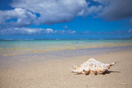 Seashell at the beach of Mauritius の写真素材