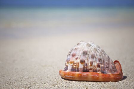 seashell at the beach - Mauritiusの写真素材