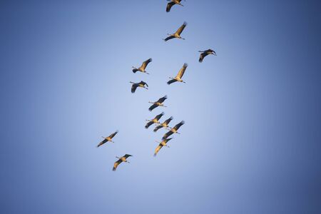 Cranes against blue sky - Linum (Germany)の写真素材
