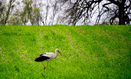 White stork on a meadow.の写真素材